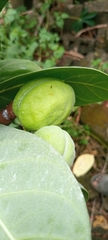 Calotropis procera