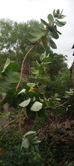 Calotropis procera