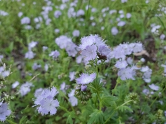 Phacelia purshii