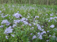 Phacelia purshii