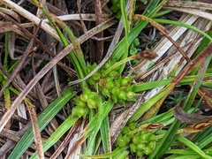 Carex tonsa tonsa