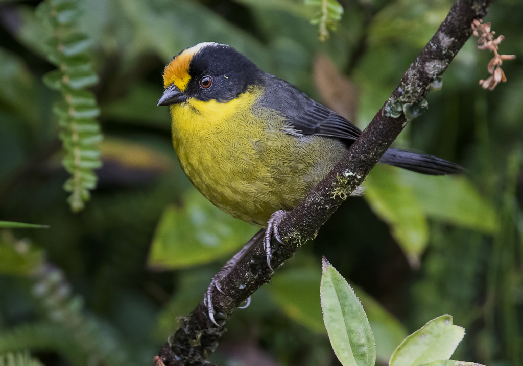 Atlapetes Brushfinches