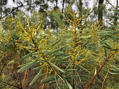 Acacia decora