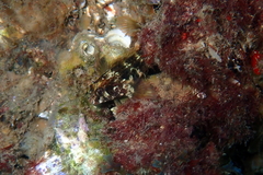 Parablennius intermedius