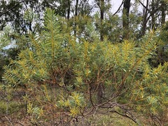 Acacia decora
