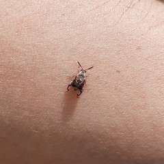 Penthobruchus germaini