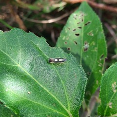 Diedrocephala variegata