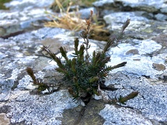 Erica cinerea