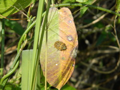 Orsilochides leucoptera