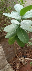 Calotropis procera