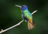 Hummingbirds - Photo (c) Steven Easley, some rights reserved (CC BY-NC), uploaded by Steven Easley