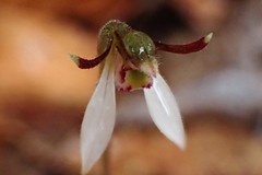 Eriochilus collinus