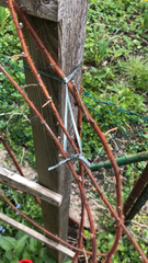 Rubus phoenicolasius