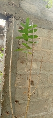Calotropis procera