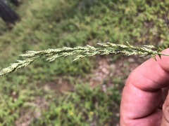 Eragrostis megalosperma