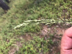 Eragrostis megalosperma