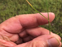 Eragrostis megalosperma
