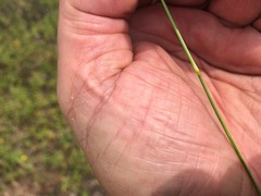 Eragrostis megalosperma