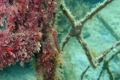Cochleoceps orientalis