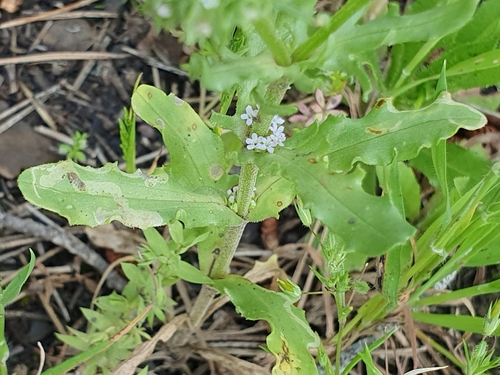 Valerianella image