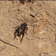 Teleogryllus oceanicus