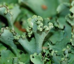 Parmotrema perlatum image