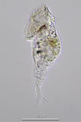 Mikrocodides chlaena