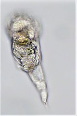 Mikrocodides chlaena