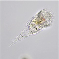 Mikrocodides chlaena
