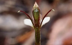 Eriochilus collinus