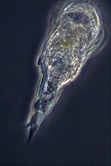 Mikrocodides chlaena