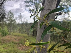 Acacia falcata