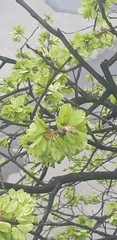 Ulmus glabra
