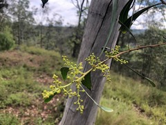 Acacia falcata