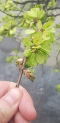 Ulmus glabra