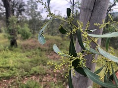 Acacia falcata