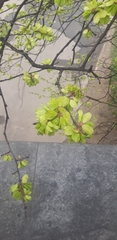 Ulmus glabra