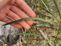 Acacia longissima