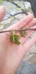 Ulmus glabra