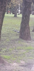 Columba palumbus