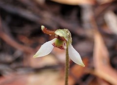 Eriochilus collinus