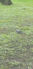 Columba palumbus