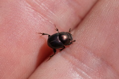 Onthophagus orpheus