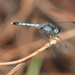 Little Blue Dragonlet - Photo (c) Dan Irizarry, some rights reserved (CC BY-NC-SA)