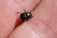 Onthophagus orpheus