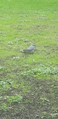 Columba palumbus