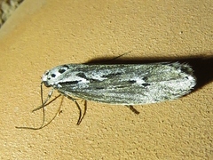 Ethmia semitenebrella