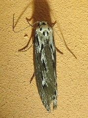 Ethmia semitenebrella