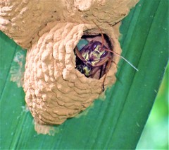 Macromerella honesta