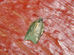 Acleris effractana